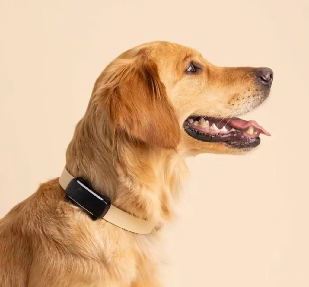 Tractive DOG 6 Menta: Mai più Paura di Perdere il Tuo Cane