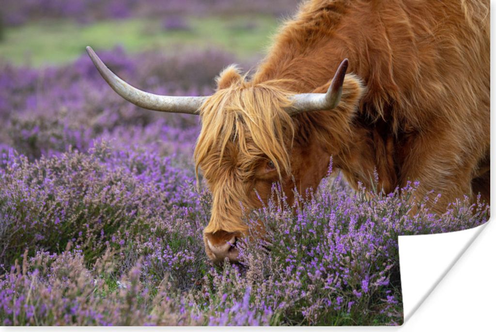 MuchoWow Poster Schottisches Hochlandrind - Lavendel - Hörner 180x120 cm - Fotoplakat