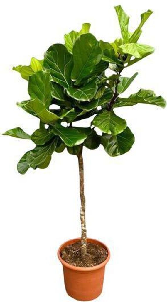 Ficus Lyrata Geigen-Feige 210cm XXL Zimmerpflanze Ø40cm Pflegeleicht Exklusiv