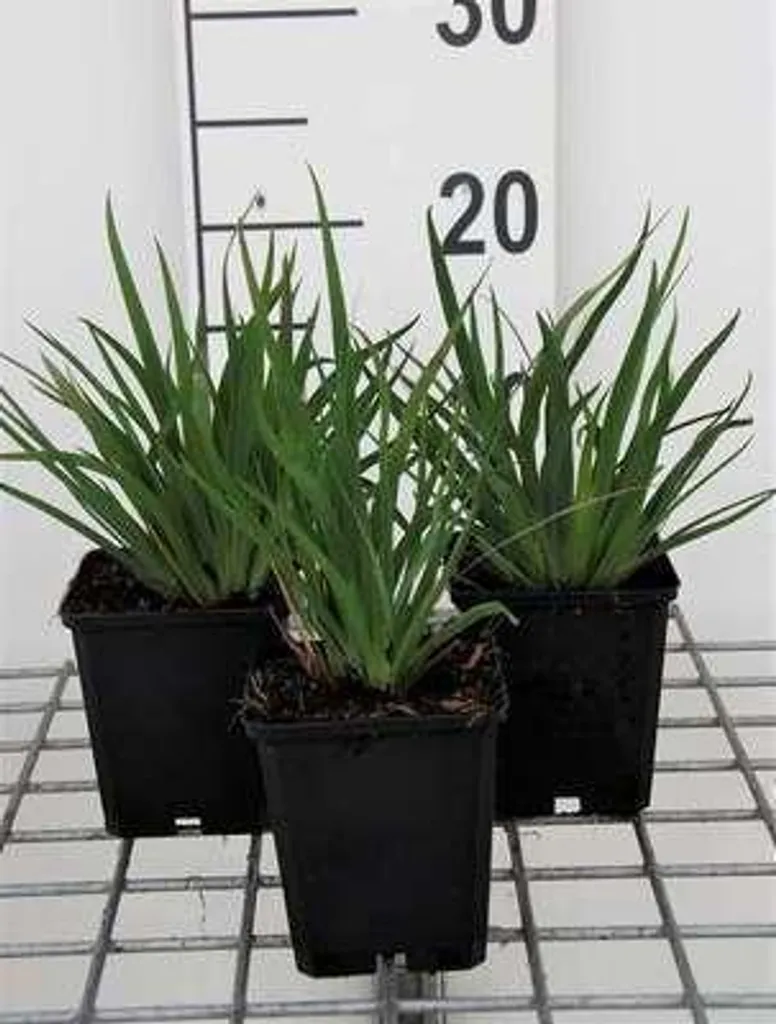 Lot de 6 Sisyrinchium angustifolium - Épée de gazon en pots de 9x9 cm
