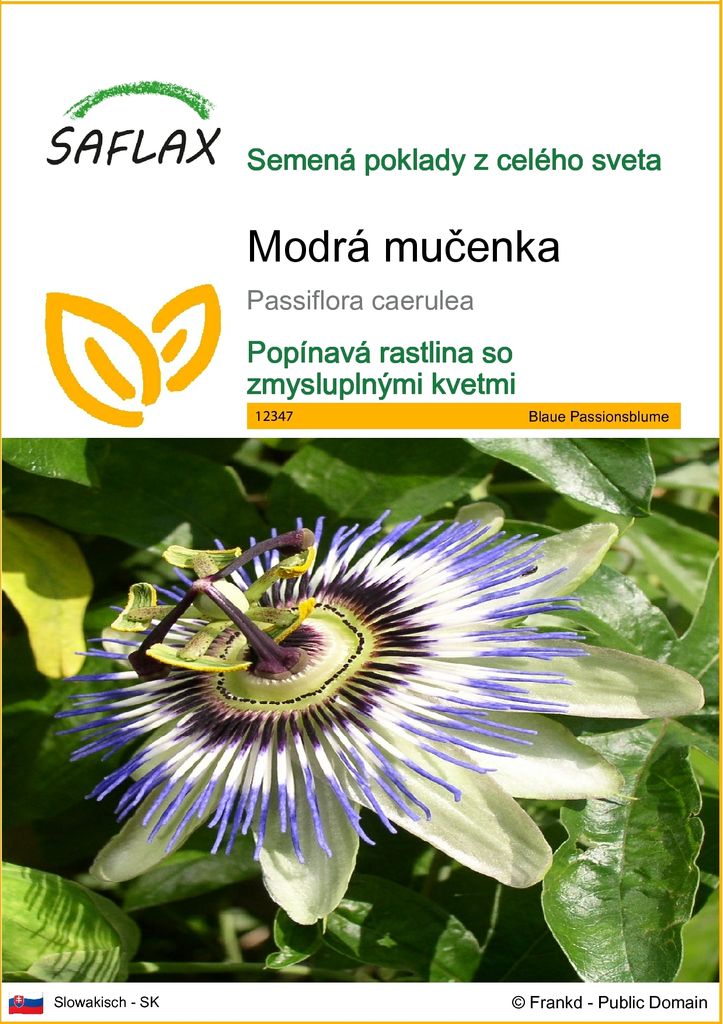 SAFLAX - Modrá mučenka - Passiflora caerulea - 25 Semená Obrázok produktu 