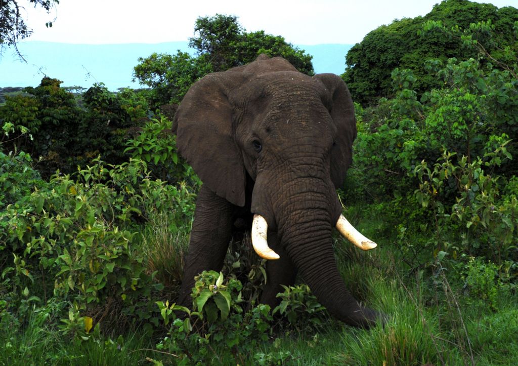 hansepuzzle 84578 - Elefant Puzzle, 130 Teile, Natur, 28,7 x 20,0cm mit hochwertiger Aufbewahrung, Kartonbox und wiederverschließbarem Beutel