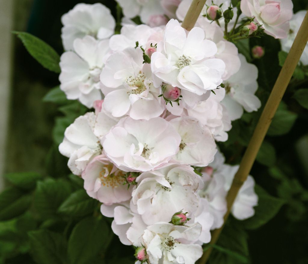 Dehner Kletterrose Ramblerrose Perennial Blush , Züchter Tantau, gefüllte weiß-zartrosa Blüten, duftend, 15-30 cm, Topfware