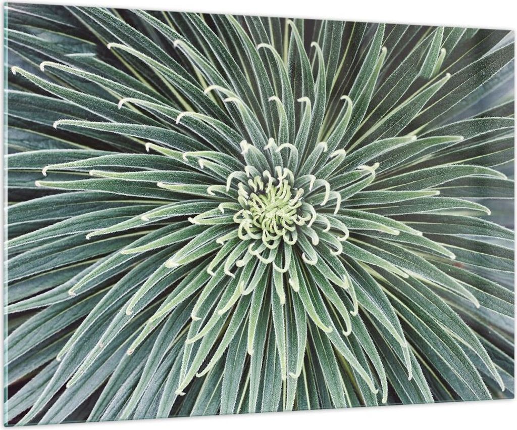 Bilder auf glas - Einteilig - Agave Grün Pflanze - 100x70cm Produktbild 