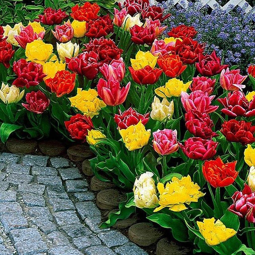 Tulipan Niski Mix 10 szt. Tulipany Cebulki Tulipanów Cebule Zdjęcie produktu 