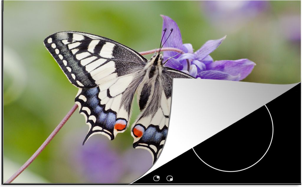 KitchenYeah Herdabdeckplatte Schwalbenschwanzschmetterling auf einer lila Blüte , 81x52cm, Küche Deko, Glaskeramikkochfeld Herdabdeckung, Abdec...