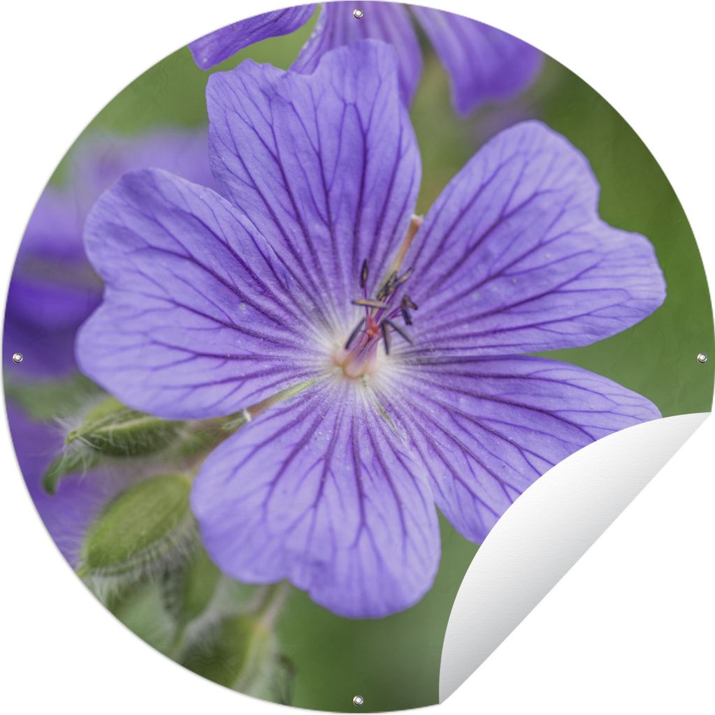 MuchoWow Gartenposter Outdoor-Poster Rund Violette Geranien in voller Blüte Ø 60 cm Gartendeko Rundes Poster draußen