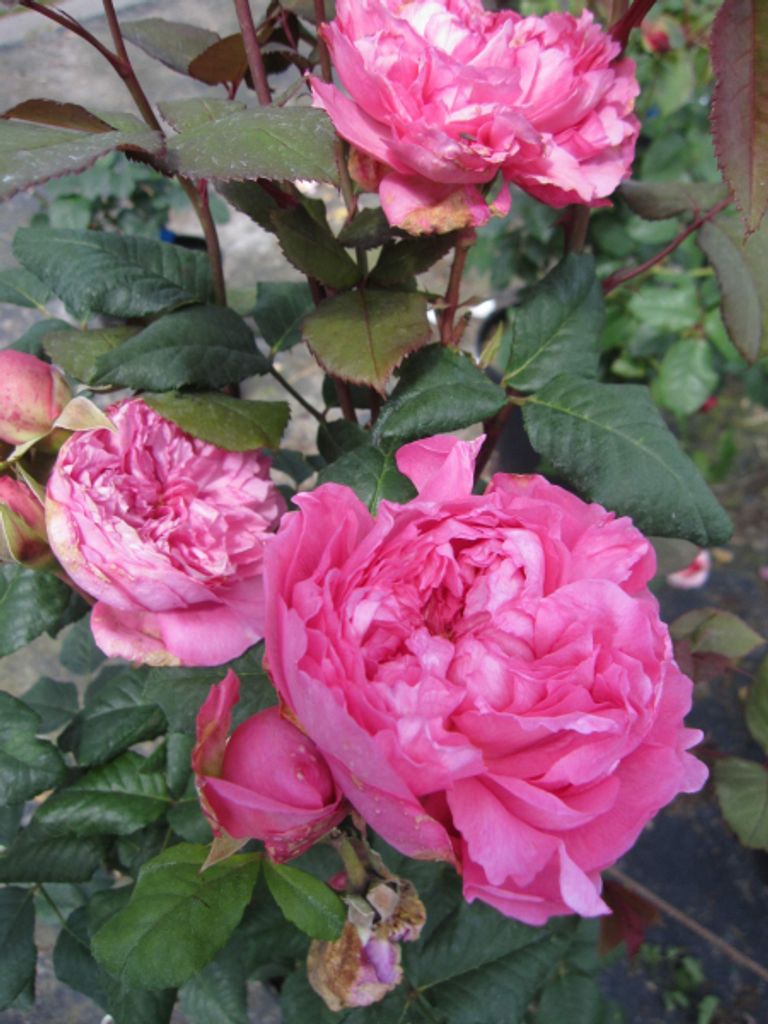 Rosa Elodie du Gossuin - Strauchrose Elodie du Gossuin - Guillot Rose