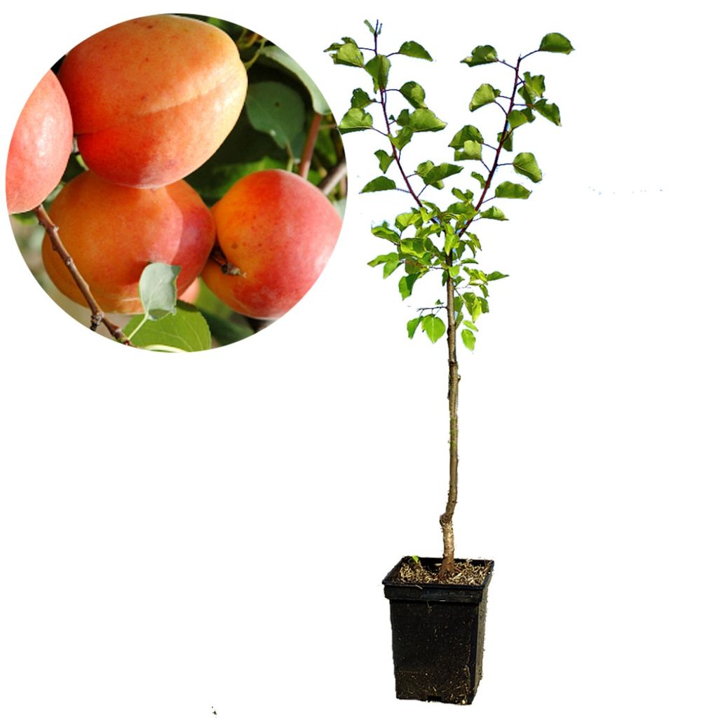 Prunus armeniaca 'Aurora', abrikoos - hoogte 100 cm - pot Productafbeelding 