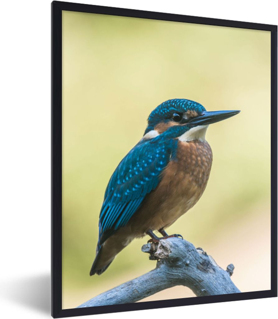 MuchoWow Gerahmtes Poster Eisvogel - Zweig - Vogel 60x80 cm - Poster mit Schwarzem Bilderrahmen Wandposter Rahmen Foto Bilder - Premium - Wanddek...