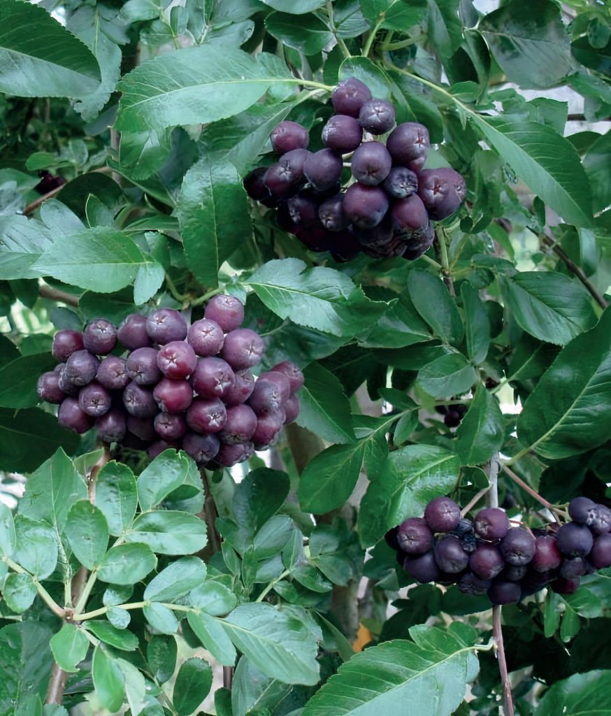 Obstpflanzensetzling Vogelbeerbaum Likjornaja im Produktbild 