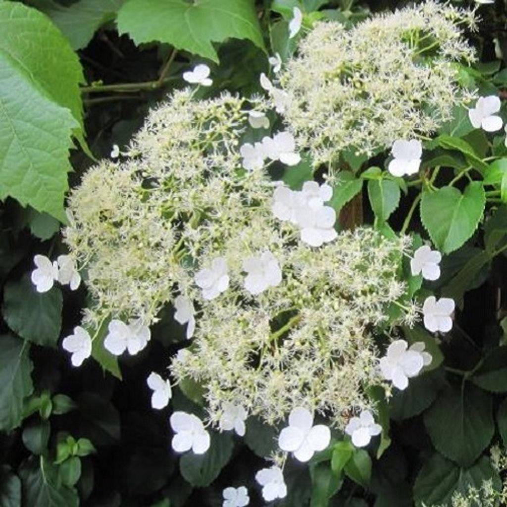 Kletterhortensie (Hydrangea anomala Petiolaris/Hortensie) Kletterpflanze - Weiß, Mehrjährig & Winterhart - Hortensien - 3 Liter Topf