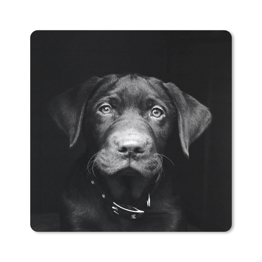 MuchoWow Mauspad Mousepad Nahaufnahme Labrador Welpe vor schwarzem Hintergrund in schwarz und weiß 30x30 cm - Mousepads - Maus Mat - Pad - Mausu...
