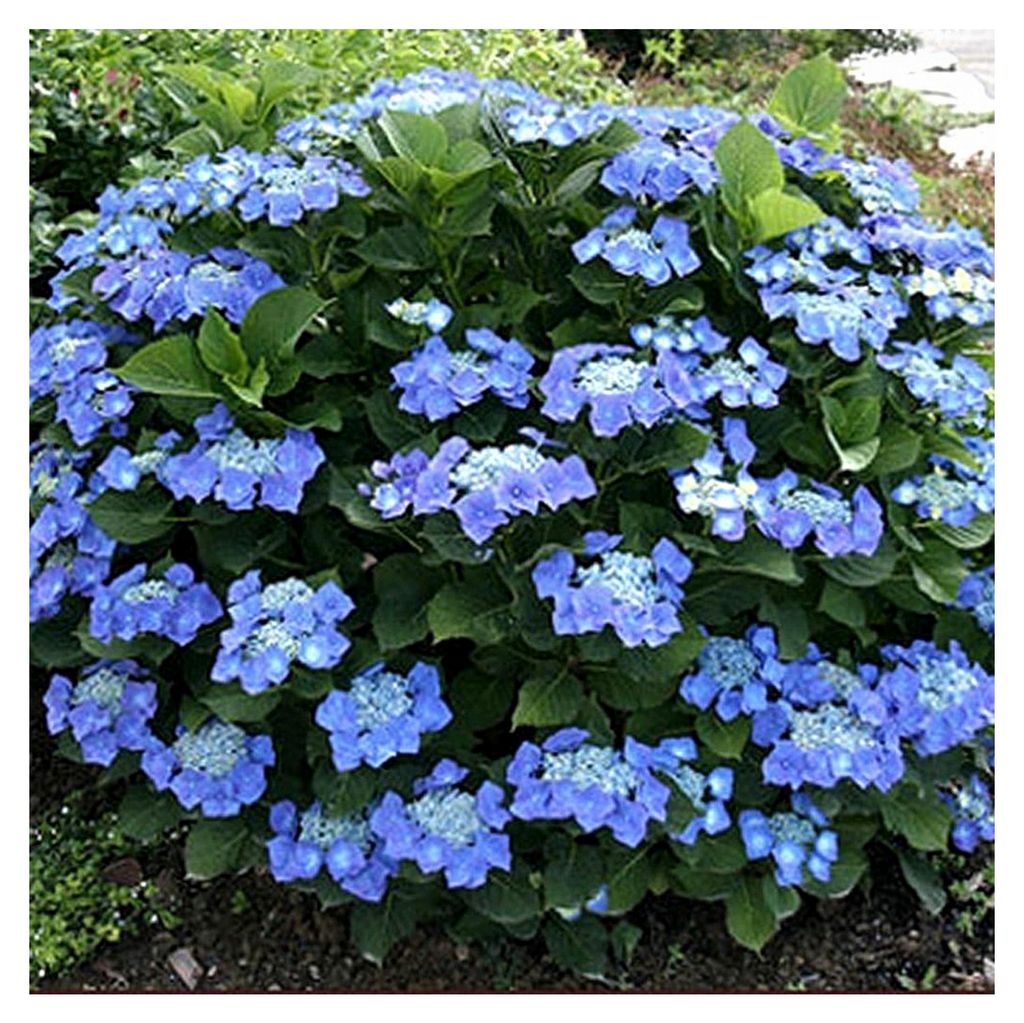 Hortensie Teller Blue - Blaue Tellerhortensie mit Produktbild 