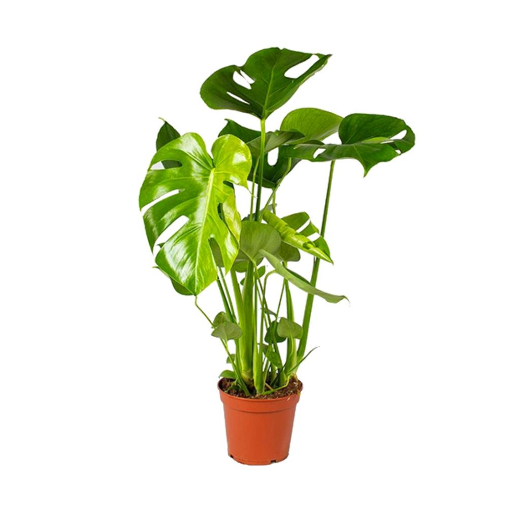 Zimmerpflanze von Botanicly – Fensterblatt – Höhe 20 cm – Monstera  Deliciosa