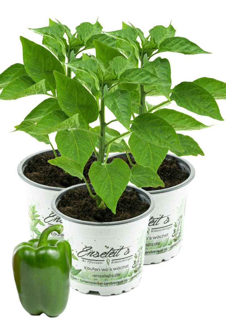Enseleits 3er Set Grüner Blockpaprika "Panache F1" im 12cm Topf, frische Paprikapflanze,für Küche und Garten.