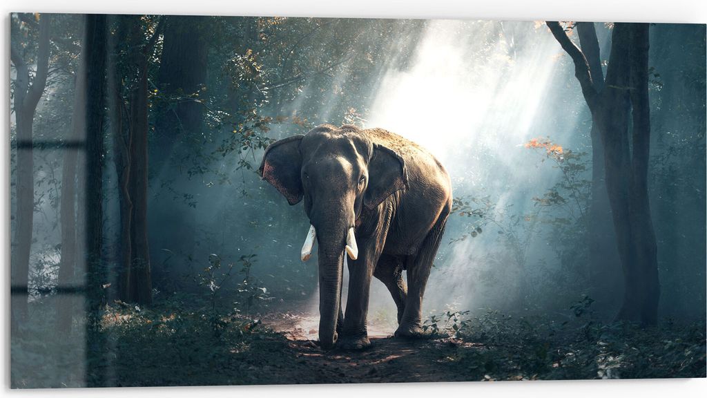 DEQORI Küchenrückwand Glas 80x40 cm 'Elefant im Wald' Spritzschutz Bad Rückwand