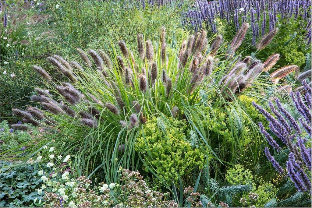 Stauden Gänge 10 x Pennisetum alopecuroides var. viridescens im 1 Liter Topf - Dunkles Lampenputzergras - Eleganz in dunklen Tönen - Winterhart