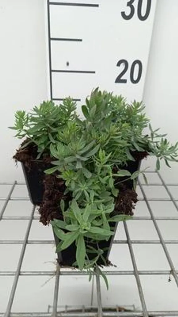 Plante Vivace Linaire Canon J. Went - Lot de 6 Godets pour Massifs