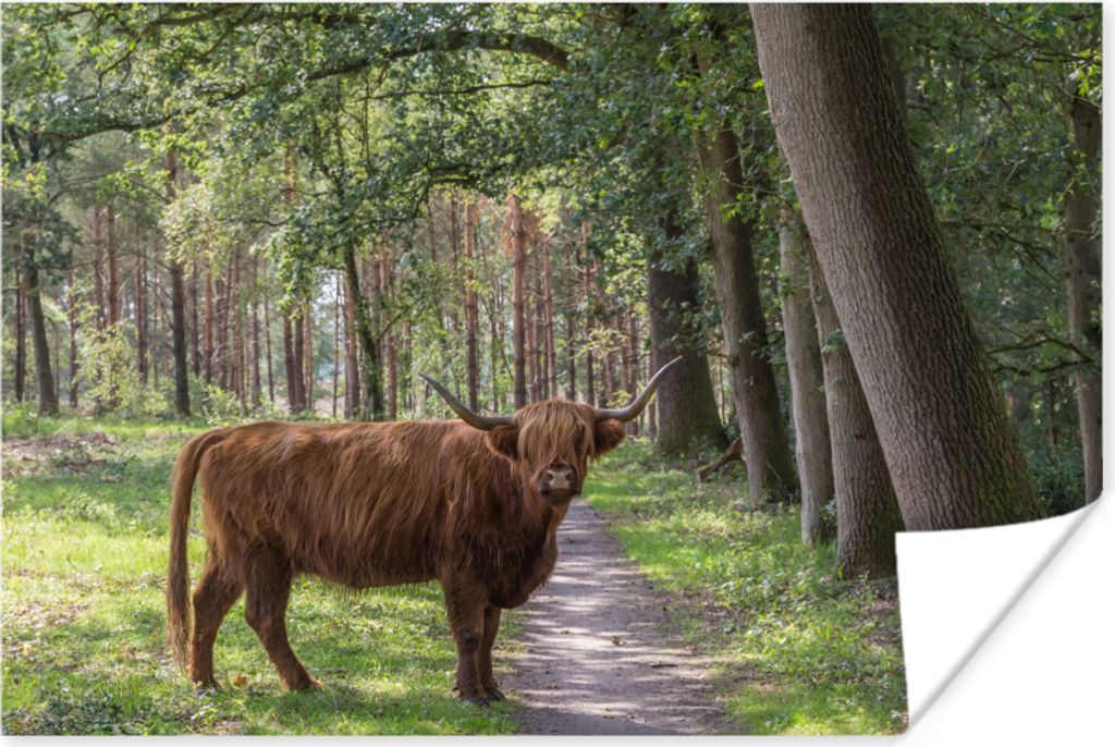 MuchoWow Poster Schottisches Hochlandrind - Kröte - Baum 180x120 cm - Fotoplakat