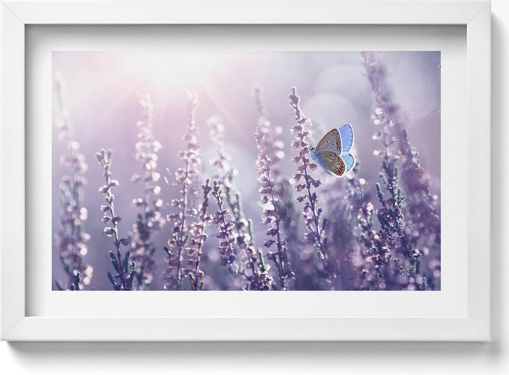 Schmetterling auf Feldblumen– Wandbild mit Rahmen – Produktbild 