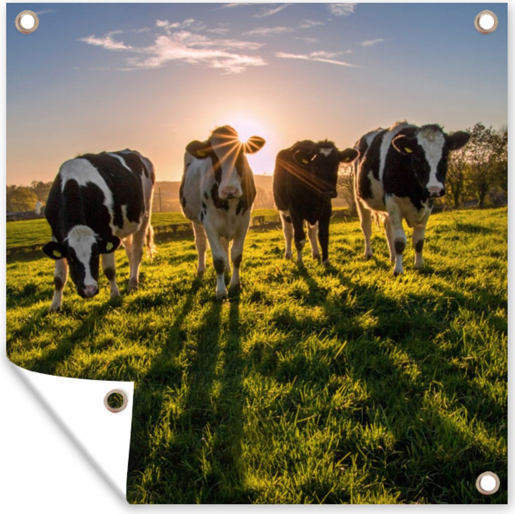 MuchoWow 100x100 cm Outdoor-Poster Gartendeko Sichtschutz Garten Poster für den Garten Kühe - Sonne - Gras - Tiere - Bauernhof