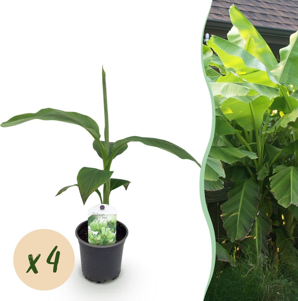 GreenboutiQ - Obstpflanze - Bananenpflanze - Musa Basjoo - Winterhart - 4 Pflanzen - Topf 12cm Höhe 30cm