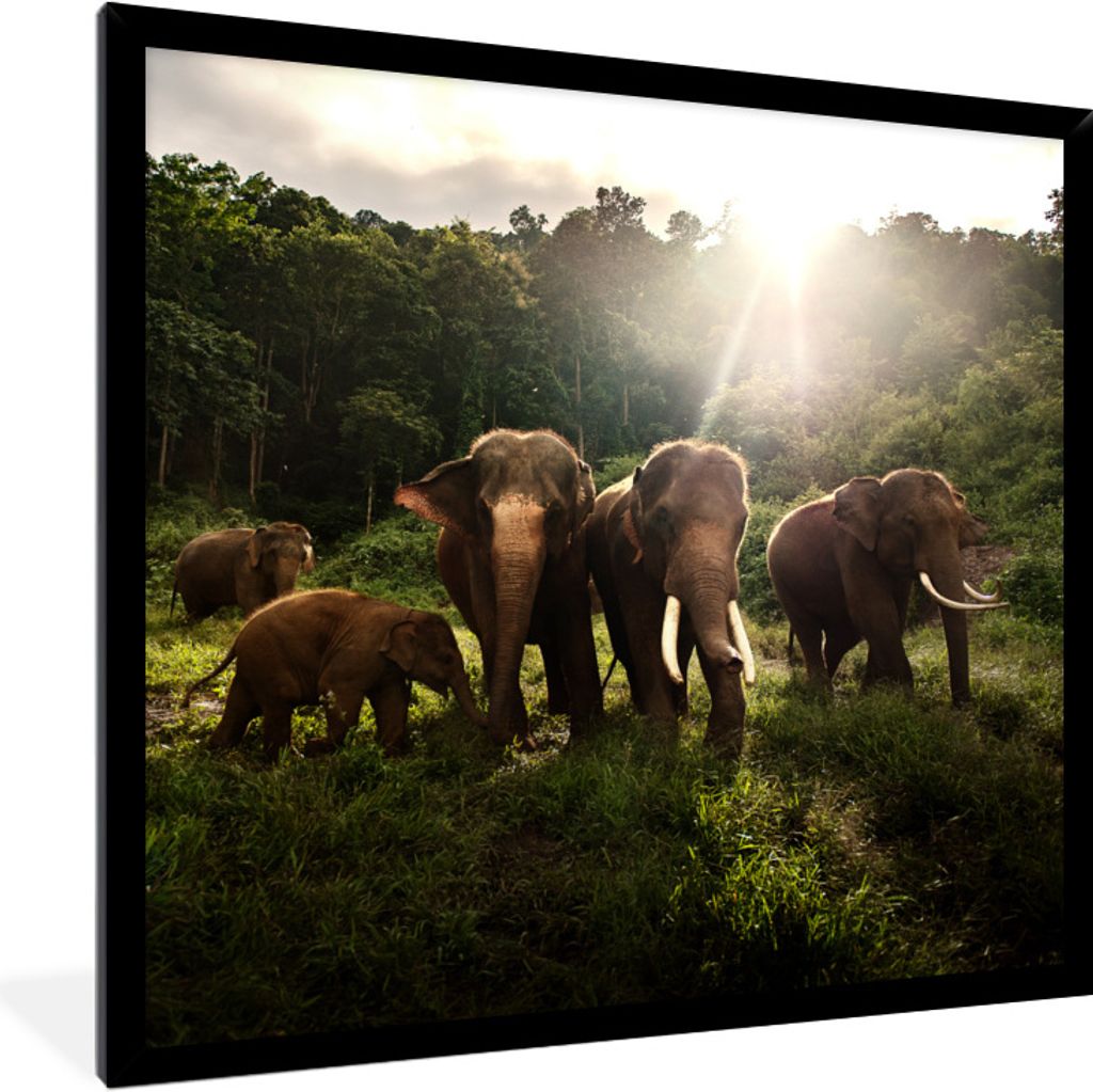 MuchoWow Gerahmtes Poster Wald - Elefanten - Licht 40x40 cm - Poster mit Schwarzem Bilderrahmen Wandposter Rahmen Foto Bilder - Mit Rahmen - Wand...