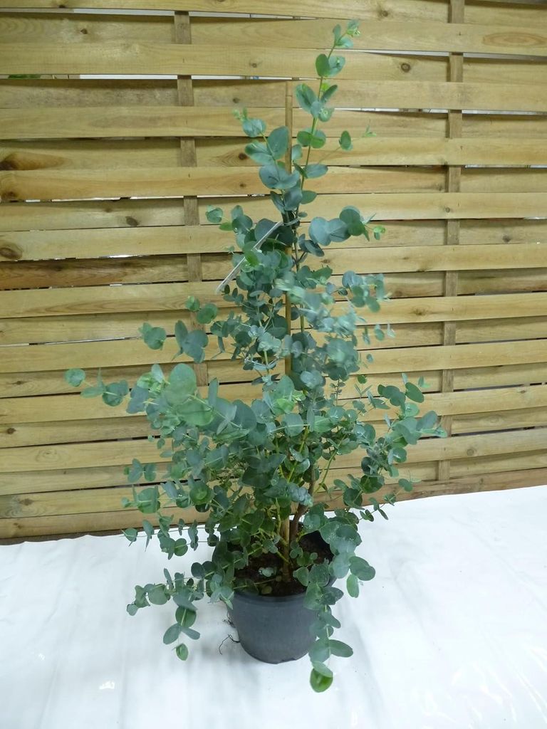 [Palmenlager] Eukalyptus Gunni "Blue Ice" 100 cm - Topf 23 Produktbild 