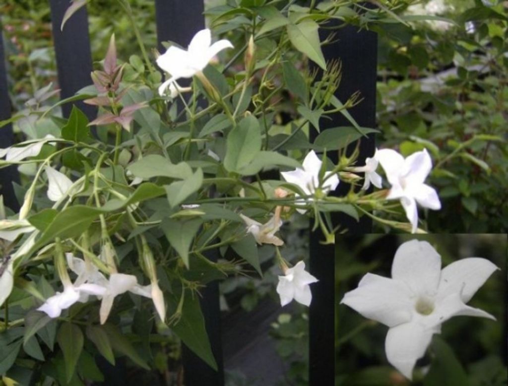 Jasminum officinale - Echter Jasmin - Gewöhnlicher Jasmin - Produktbild 