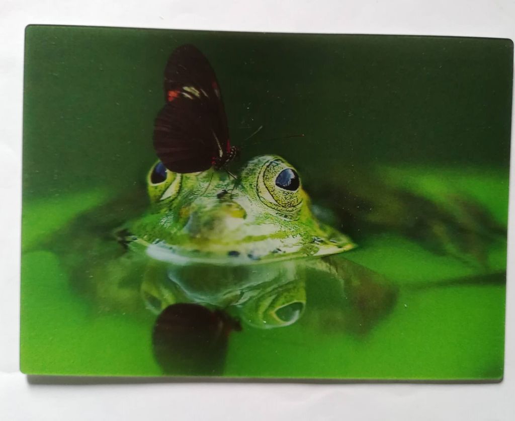 3 D Ansichtskarte Frosch mit Schmetterling, Postkarte Wackelkarte Hologrammkarte Tiere Frösche Falter