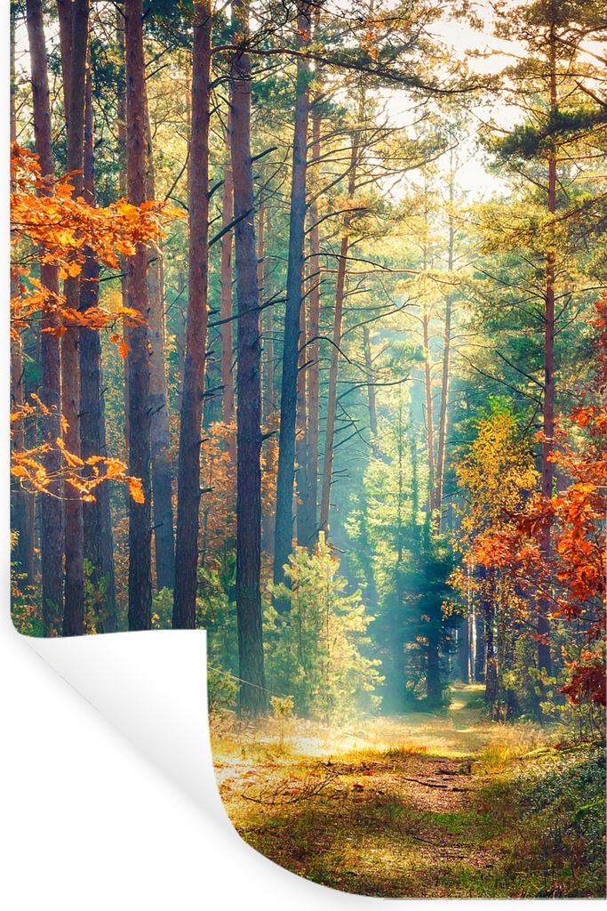 MuchoWow Wandtattoo Wandsticker Wandaufkleber Wald - Sonne - Natur - Herbst 60x90 cm Selbstklebend und Repositionierbar - Sticker - Dekorfolie