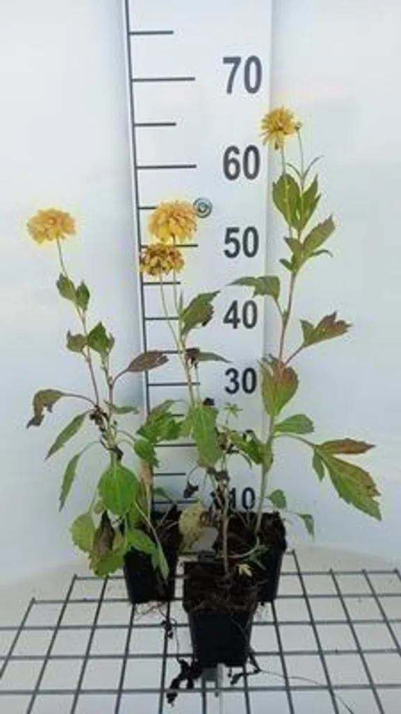 Rudbeckia Goldquelle à fleurs doubles - 6 godets 9cm jaune d'or