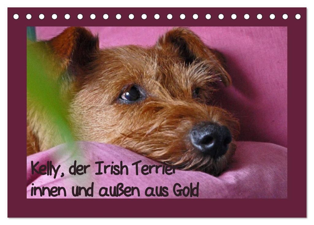 Kelly, der Irish Terrier - innen und außen aus Gold (Tischkalender 2027 DIN A5 quer), CALVENDO Monatskalender