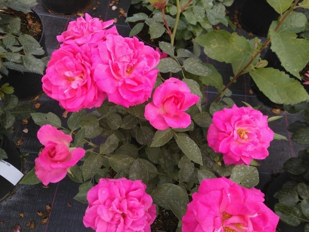 Beetrose Melrose, kräftig rosa, starker Duft, RVS, 1985 - Co. 5 L