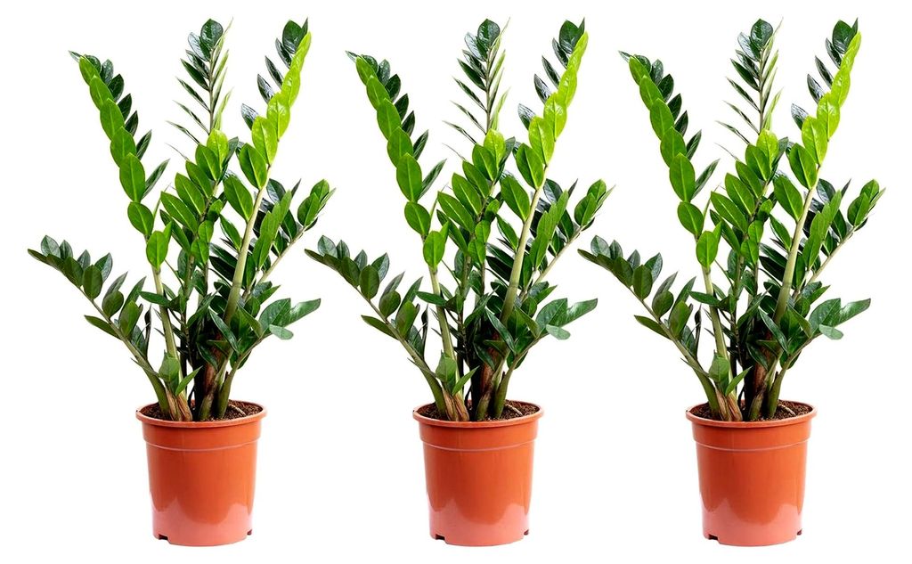 3er-Set Glücksfeder - echte Zimmerpflanze, Zamioculcas zamiifolia 9+ - Höhe 90 cm, Topf-Ø 21 cm