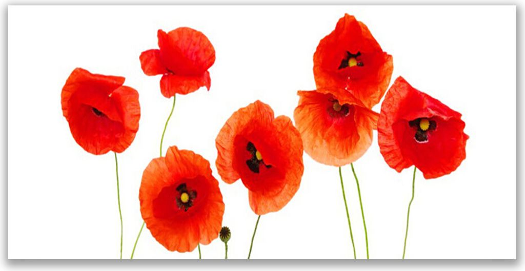 Küchenrückwand aus Glas 120x60cm Spritzschutz Mohnblumen Pflanzen