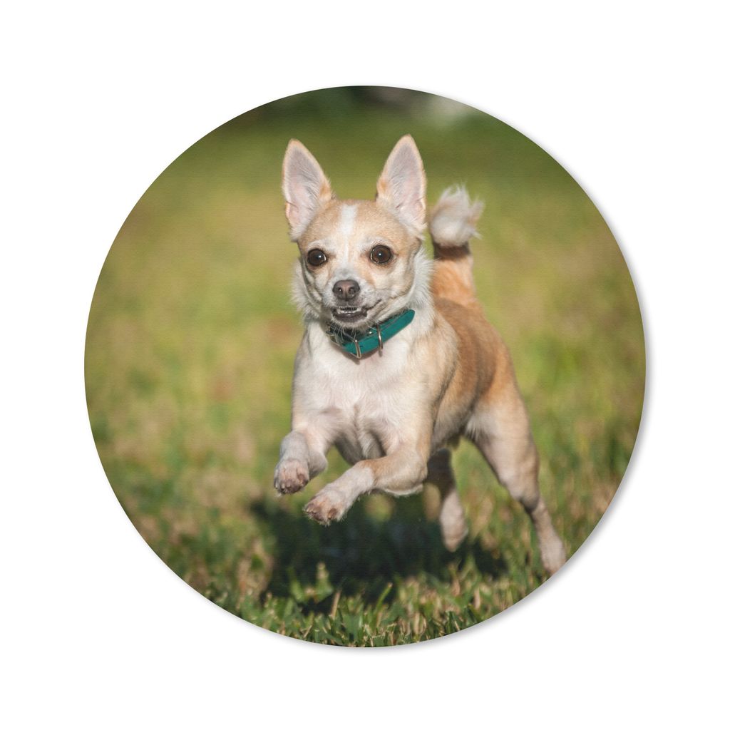 MuchoWow Mauspad Mousepad Ein lächelnder Chihuahua hüpft durch das Gras 40x40 cm - Mousepads - Maus Mat - Pad - Mausunterlage - Schreibtisch Ac...
