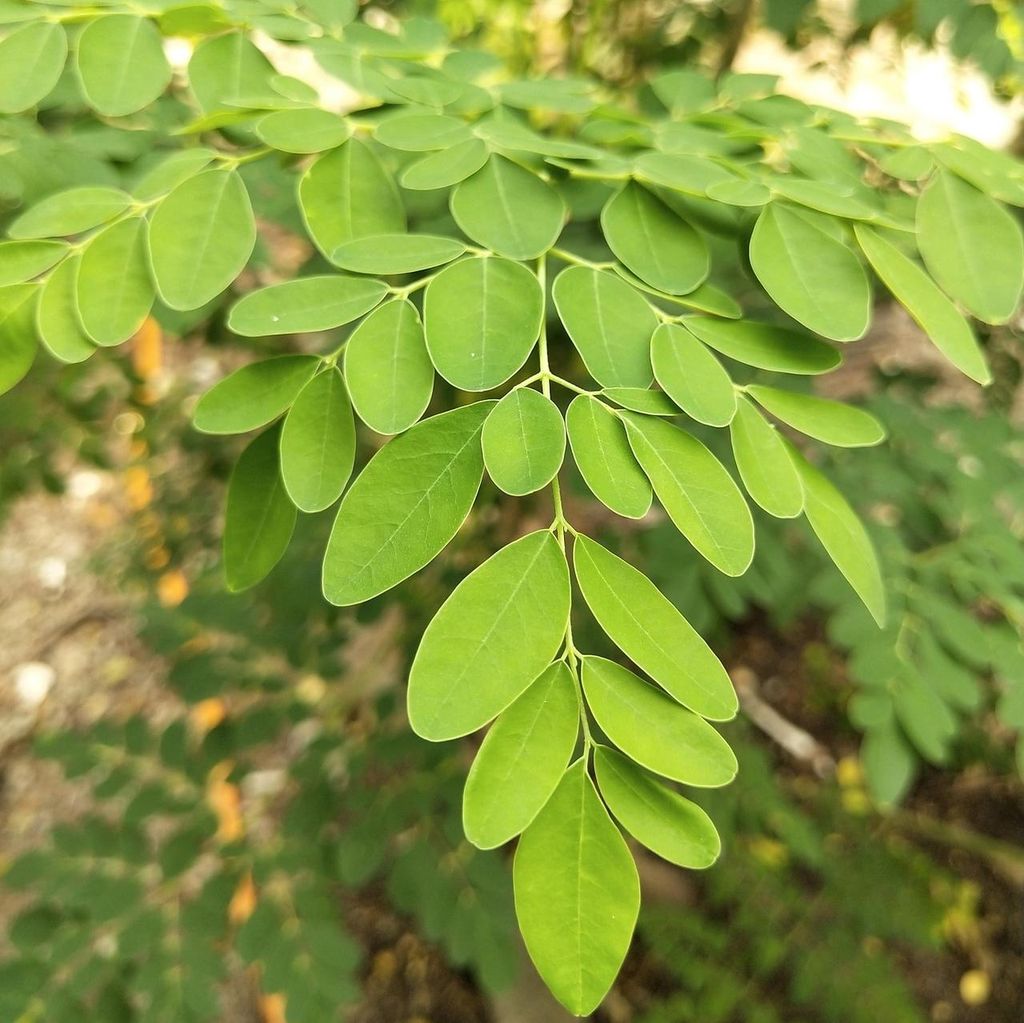 Moringa (Moringa oleifera)  - 10 semi Immagine del prodotto 