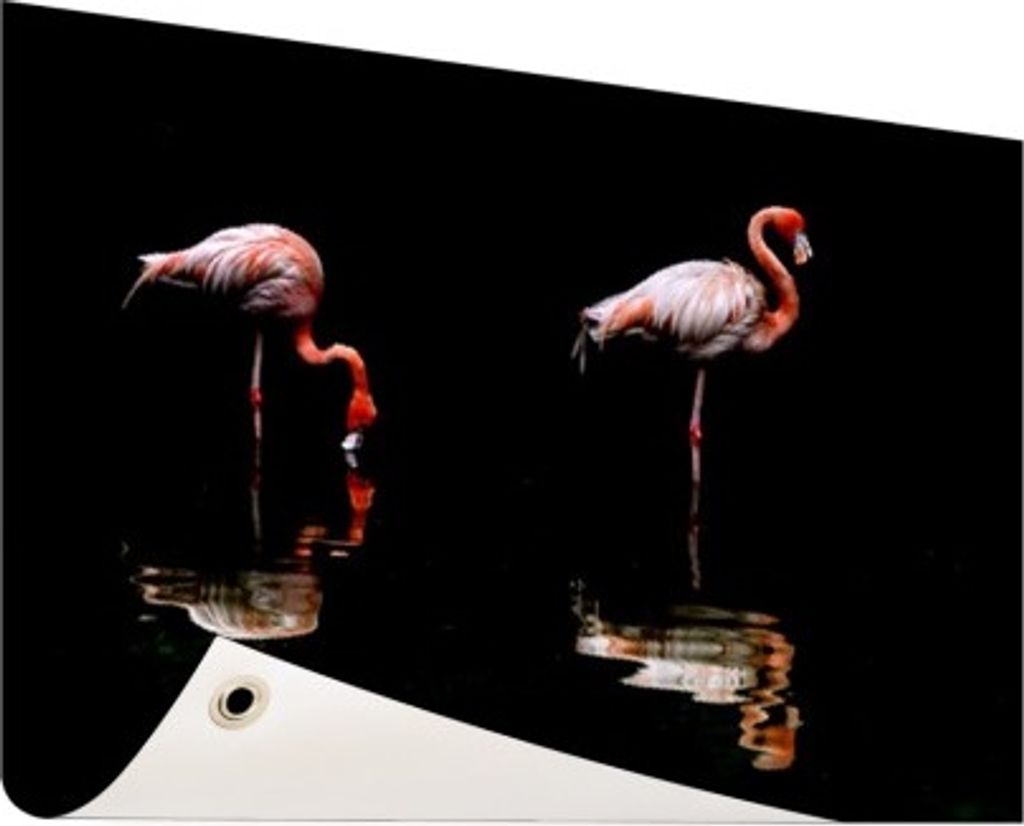 Gartenposter - 60x40 cm - Zwei Flamingos mit Reflexion im Wasser - Modernes Wandbilder