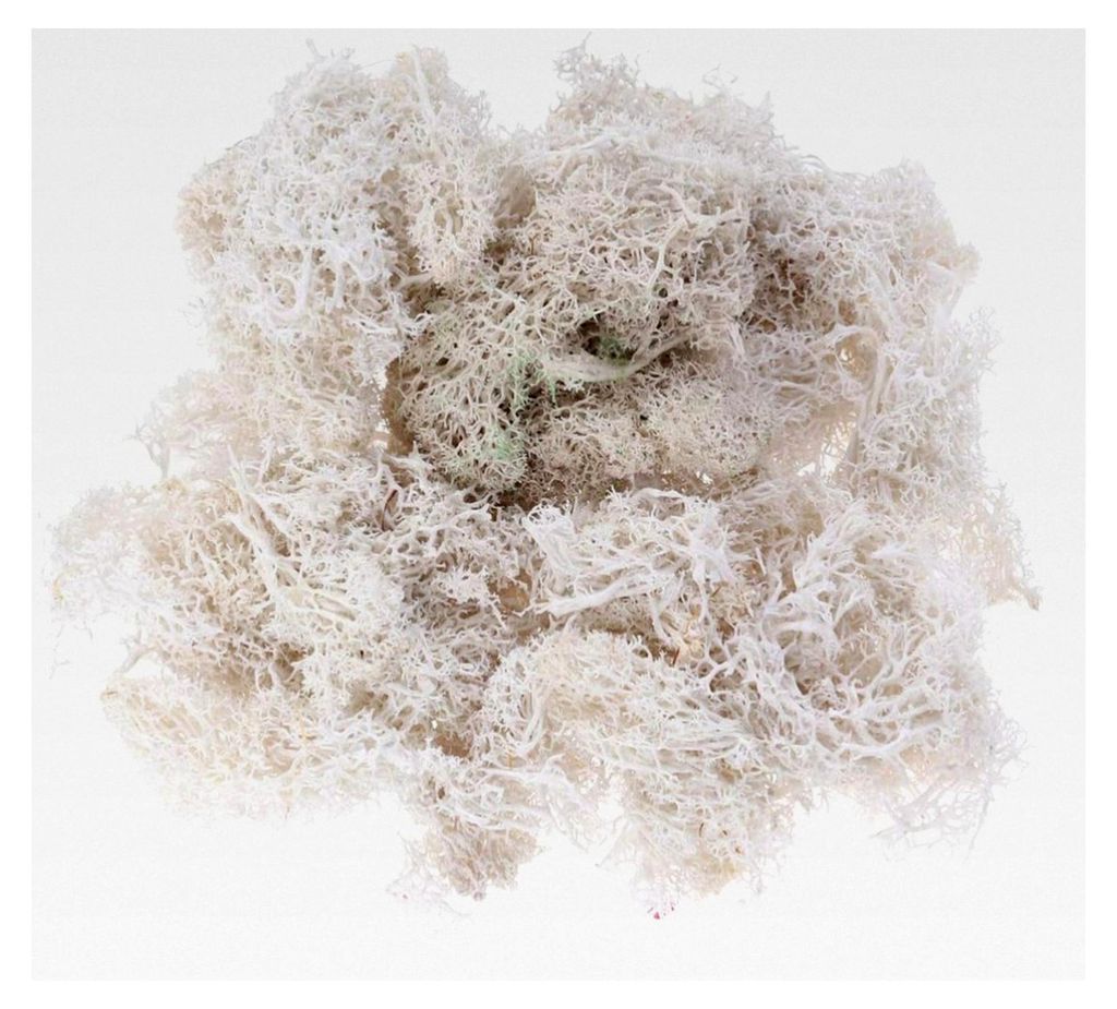 50g Konserviertes Moos Weiß Dekorationsmaterial für Hochzeiten, Partys, Terrarien und Garten, flexibel einsetzbar für kreative Bastelprojekte un...