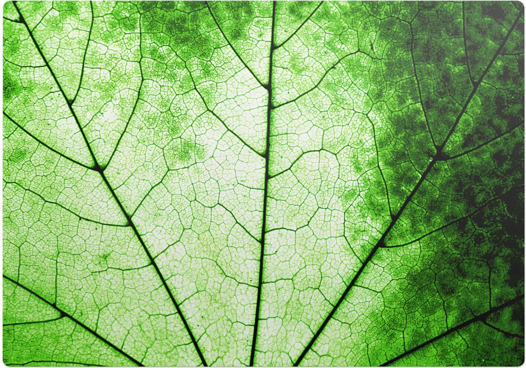 Blatt - Aderstruktur – Bodenschutzmatte – Stuhlunterlage 100x100 cm – Rutschfest – Hartbodenmatte
