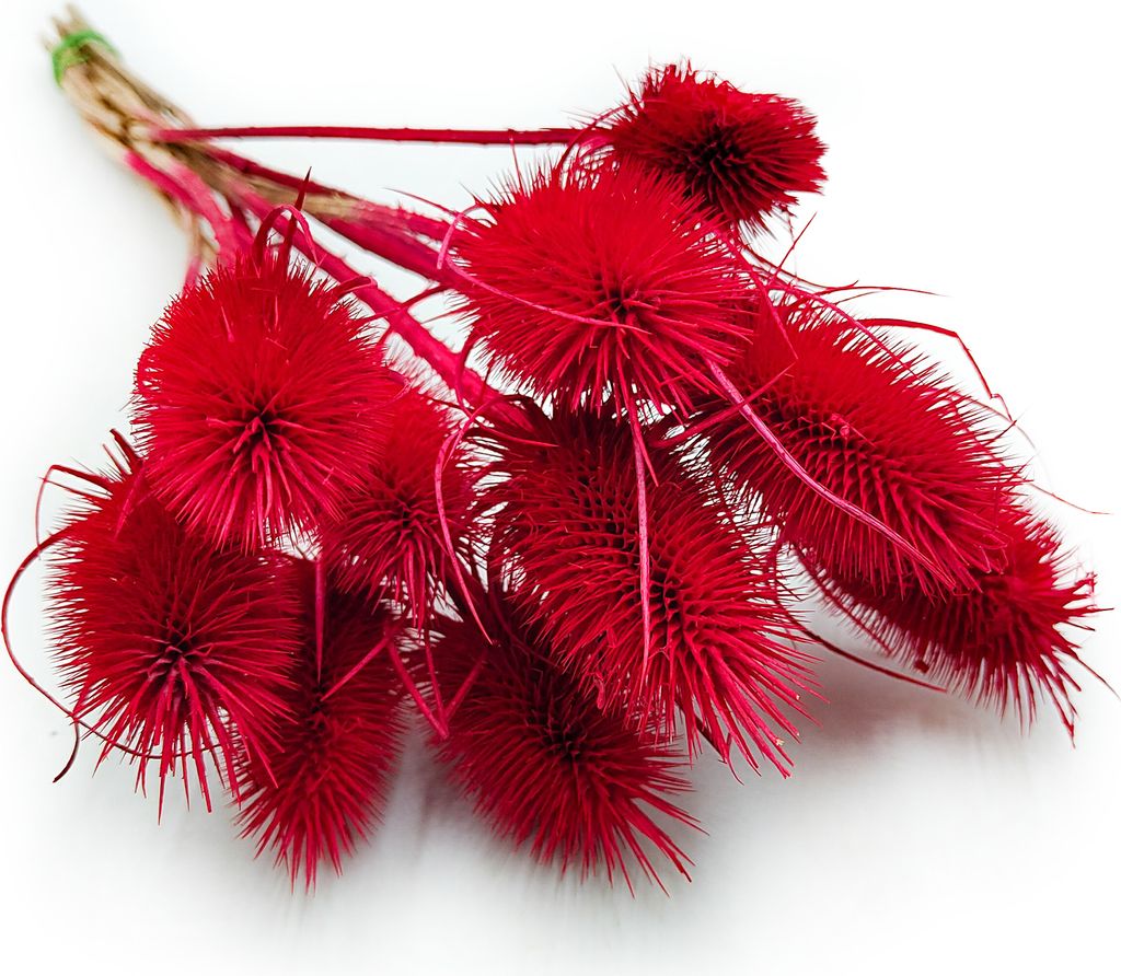 Distel - (Dipsacus) - Rot
