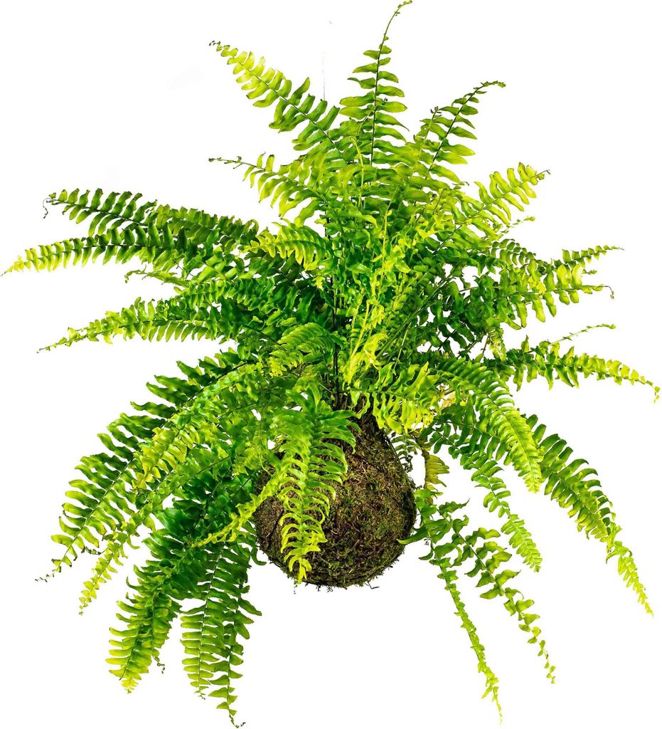 Gardners Kokedama Nephrolepis exaltata (L) Obrázek produktu 