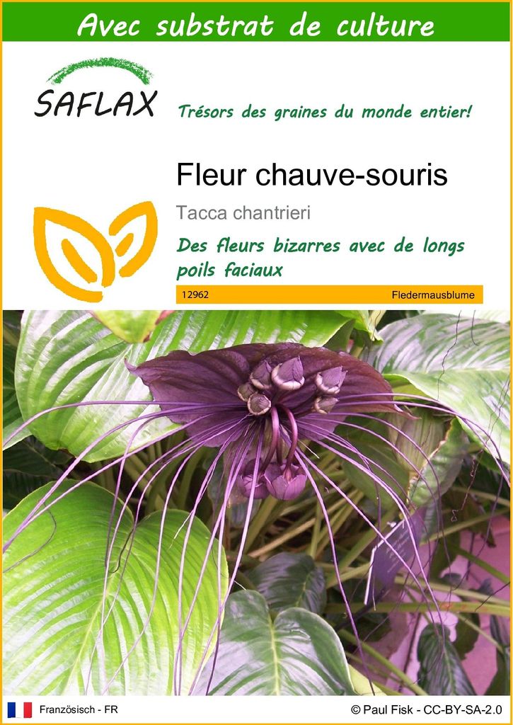 SAFLAX  - Fleur chauve-souris - 10 graines - Avec substrat Image du produit 