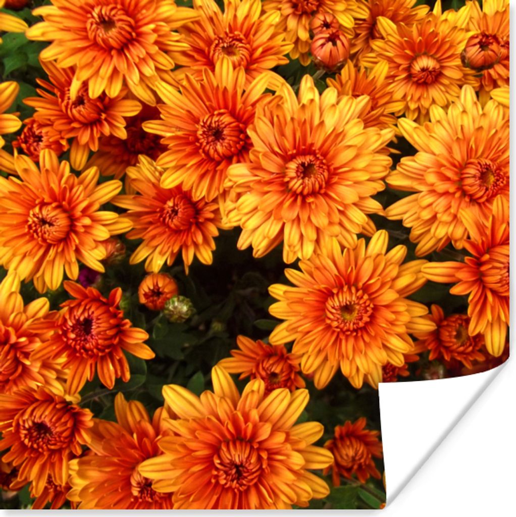 MuchoWow Poster Blumen - Orange - Chrysantheme 50x50 cm - Wohnzimmerdekoration