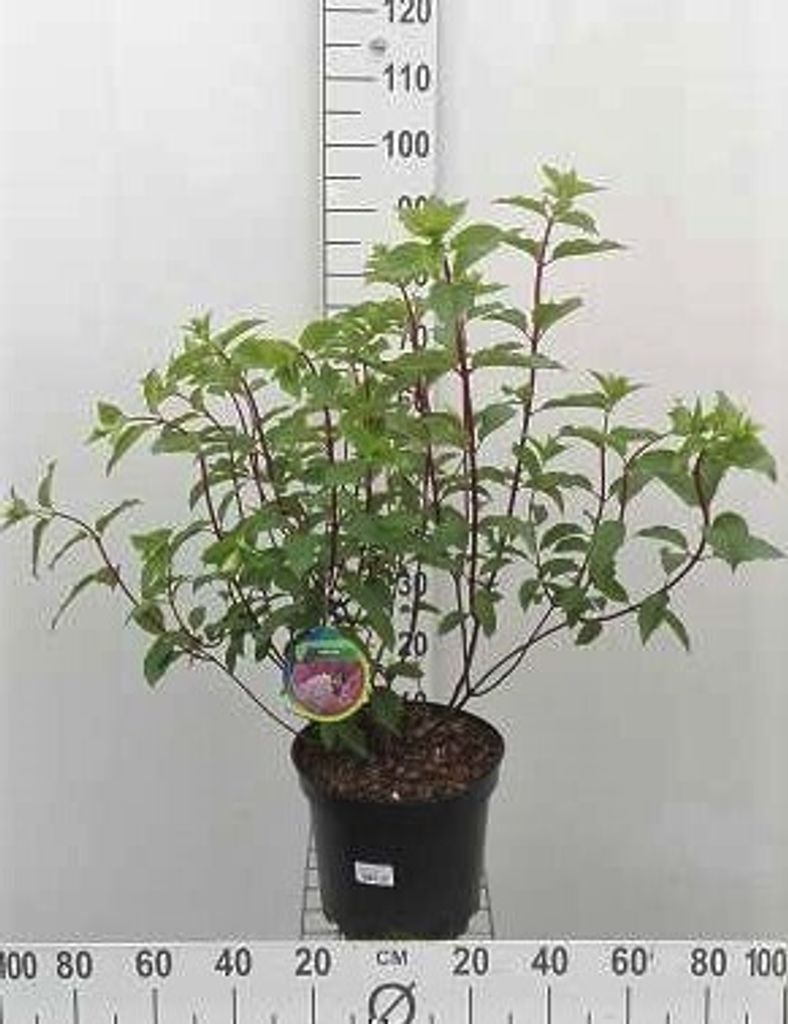 Hydrangea pan. 'Vanille Fraise' - Rispenhortensie 60- 80 cm Container