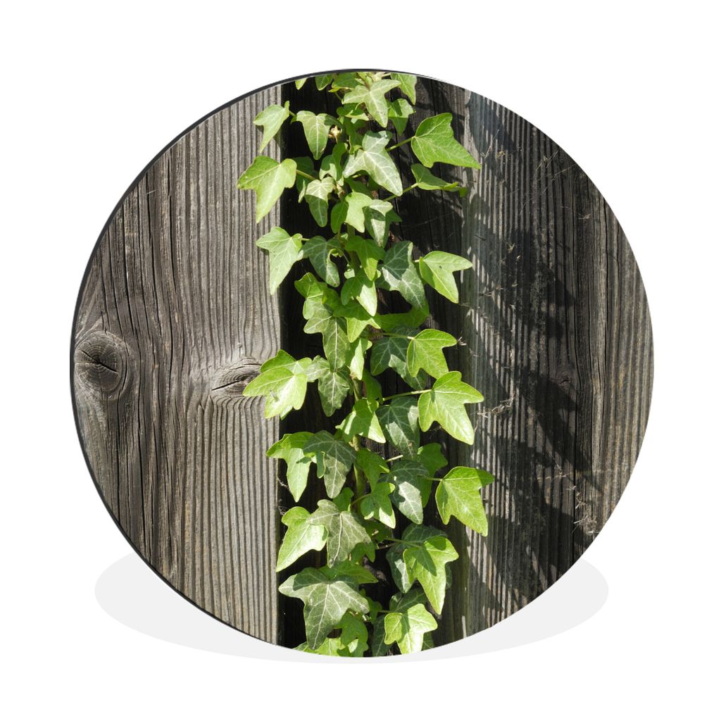 MuchoWow Aluminium Wandkreis Eine hellgrüne Hedera auf einem Holzzaun Ø 30 cm Wanddeko Modern Wohnzimmer - Wand Bild - Wohnzimmer - Runde Bilde...
