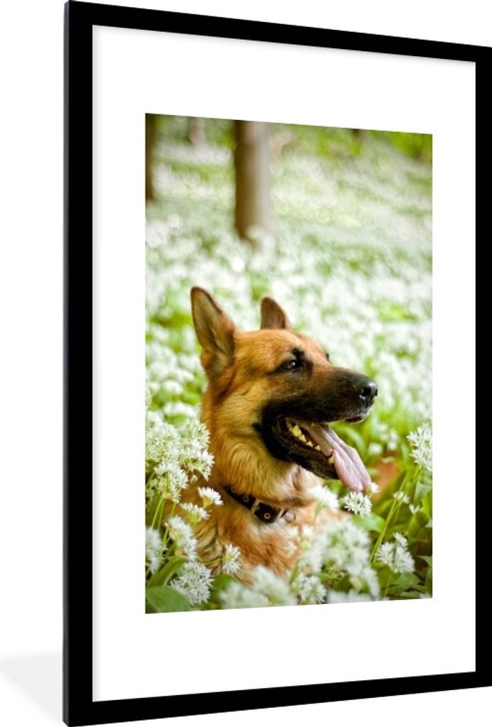 MuchoWow Gerahmtes Poster Deutscher Schäferhund sitzt zwischen den weißen Blumen 60x90 cm - Poster mit Schwarzem Bilderrahmen Wandposter Rahmen...