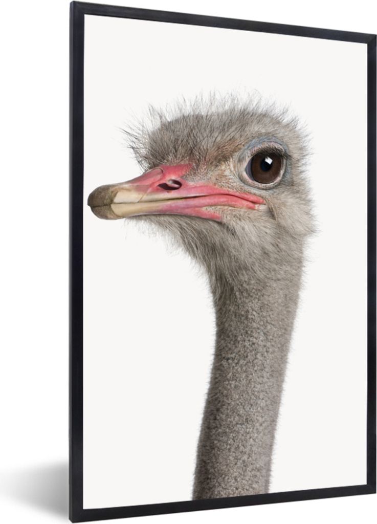 MuchoWow Gerahmtes Poster Strauß - Tiere - Kinder - Jungen - Mädchen - Vogel 40x60 cm - Poster mit Schwarzem Bilderrahmen Wandposter Rahmen Fot...
